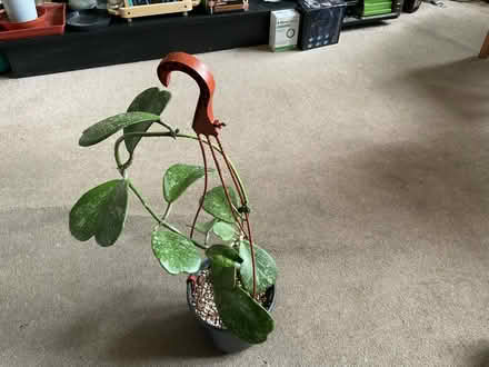 Photo of free Hoya Kerri Splash in Hanging Pot. (Walker) #1