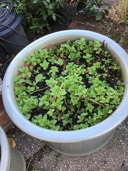Photo of free Mint - loads! (Alderley Edge SK9) #1