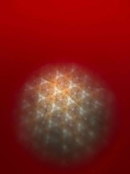 Photo of free Kaleidoscope (Brookland) #2