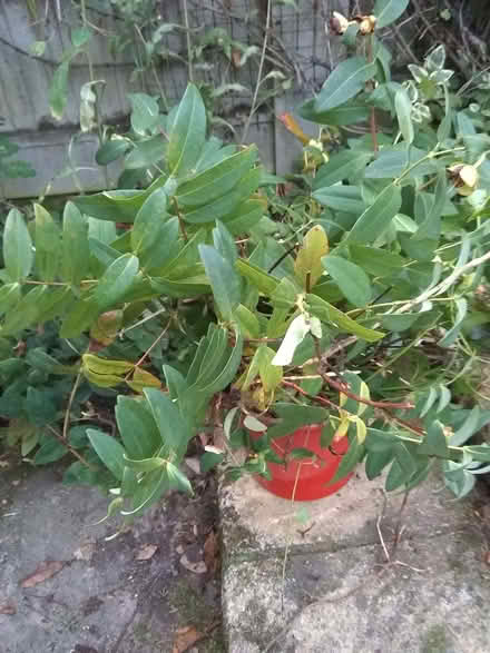 Photo of free hypericum (Sonning Common RG4) #1
