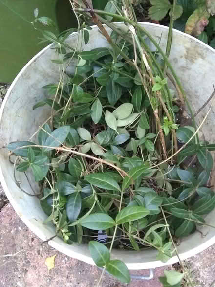 Photo of free Vinca minor (Sonning Common RG4) #1