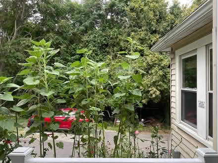 Photo of free Mammoth Sunflower seeds (Weymouth Landing) #2