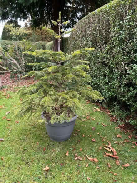 Photo of free Nordman Fir (The Folders Lane Estate RH15) #2