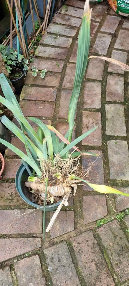 Photo of free Iris (South Tonbridge TN9) #1
