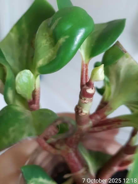 Photo of free Peperomia obtusifolia variegata (Edgwarebury Lane) #3