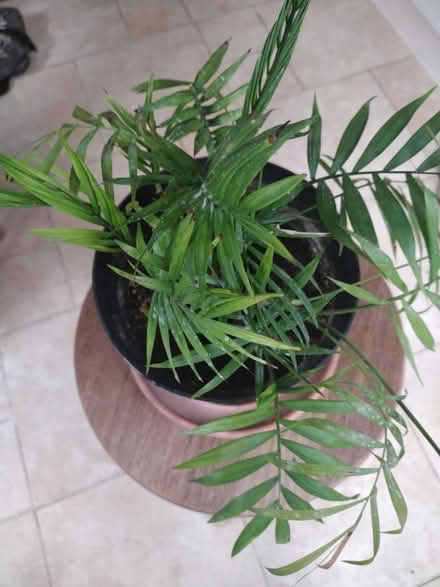Photo of free Indoor plant (Norwich NR7) #2