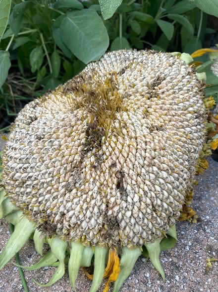 Photo of free Mammoth Sunflower seeds (Weymouth Landing) #1