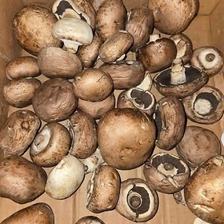 Photo of free Mushrooms (94041) #1