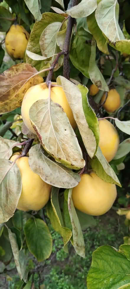 Photo of free Quince (Headington OX3) #1