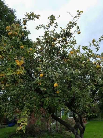 Photo of free quince (Ingoldisthorpe PE31) #1