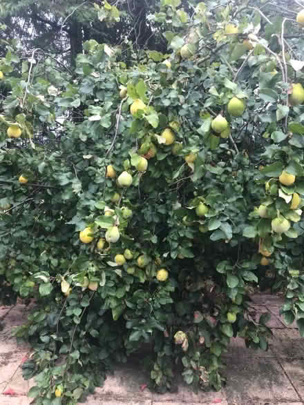Photo of free Quinces (South Lopham IP22) #2