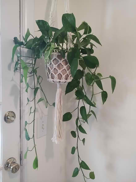 Photo of free Plant clippings (Odenton) #1