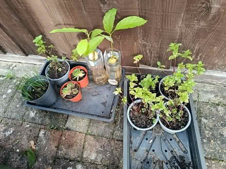 Photo of free Plants (OX3 Wood Farm) #1