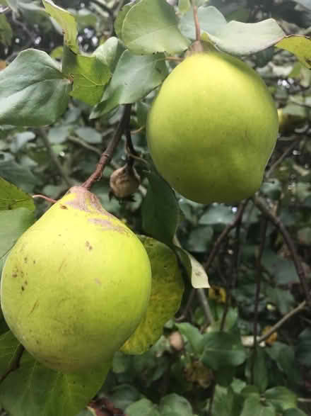 Photo of free Quinces (South Lopham IP22) #1