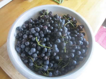 Photo of free Grapes (Portslade) #1