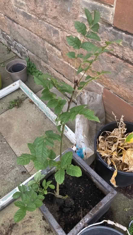 Photo of free Ash tree sapling (Trinity, North Edinburgh EH5) #1
