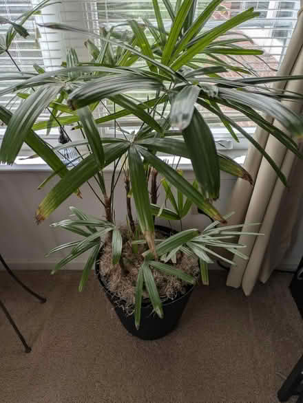 Photo of free Lady palm for new home (Charlottesville, Near Pen Park) #1