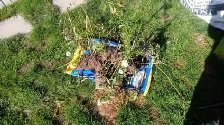 Photo of free Garden plants (Horsham, Nr Forest School) #1