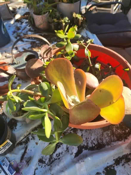 Photo of free Succulent cuttings (Brookfield Connecticut) #1