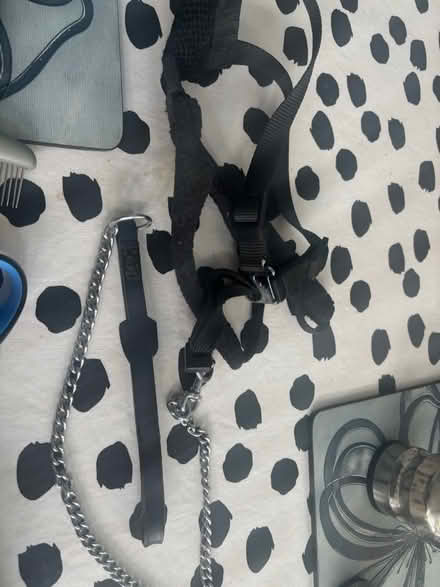 Photo of free Dogs stuff (PO8 Cowplain) #4