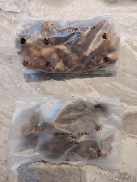 Photo of free Anemone blanda mix corms and Oxalis Iron Cross corms (The Folders Lane Estate RH15) #1