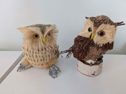 Photo of free owls (Pant SY10) #1