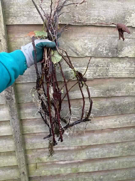 Photo of free Well-rooted redcurrant prunings (Eastbourne BN20) #1
