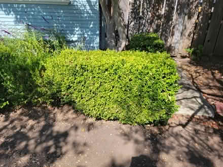 Photo of free Common Box Hedge (Grant Park) #2