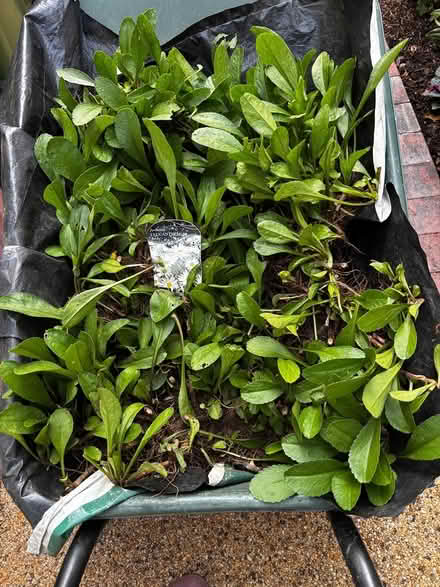 Photo of free Shasta Daisy - a few pieces left (Ashford, Surrey TW15) #1