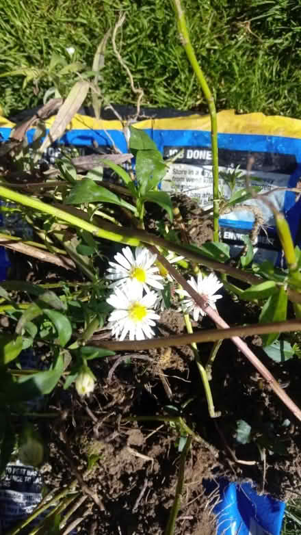 Photo of free Garden plants (Horsham, Nr Forest School) #2