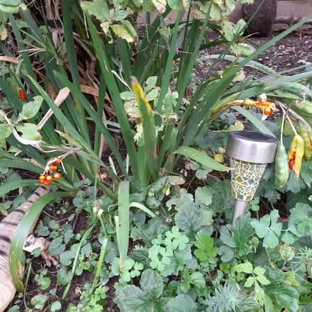 Photo of free Iris foetidissima plants (ST17 Baswich, Stafford) #1