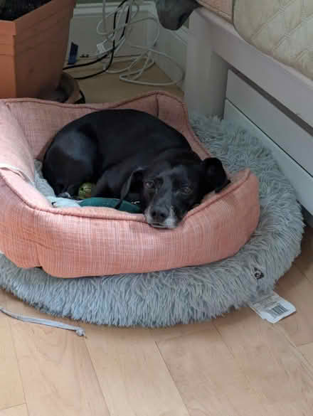 Photo of pet stairs (North Cambridge) #1