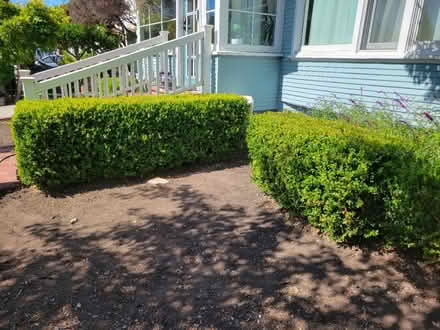 Photo of free Common Box Hedge (Grant Park) #1