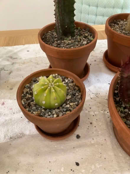 Photo of free Cacti (Deer Park OX28) #3
