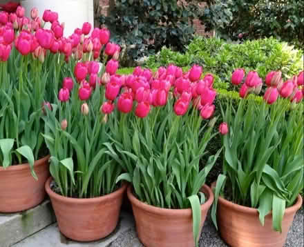 Photo of Large plant pots (Kendal LA9) #1