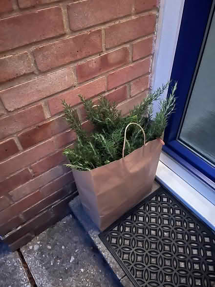 Photo of free Fresh rosemary (SG4 hitchin) #1