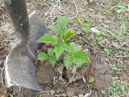 Photo of RaspberryRedcurrants/Strawberry (Swindon SN1) #1