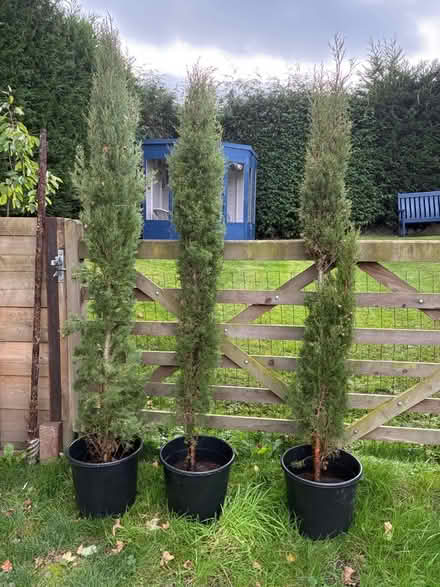Photo of free 3 narrow conifers 2 metres + tall (Presteigne LD8) #1