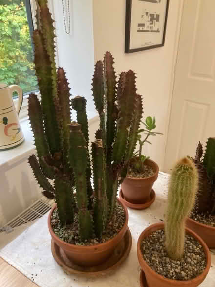 Photo of free Cacti (Deer Park OX28) #1