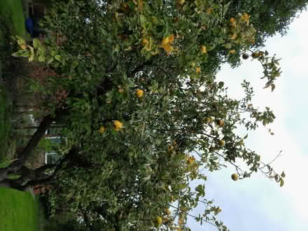 Photo of free quince, (Ingoldisthorpe PE31) #1