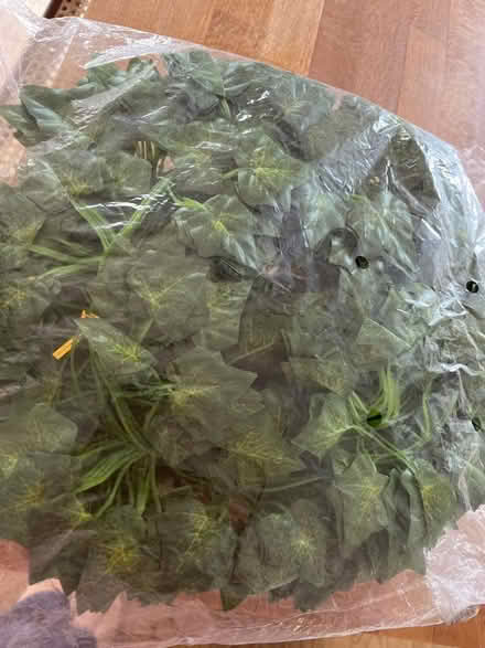 Photo of free Ivy garland string light (Woodley RG6) #1