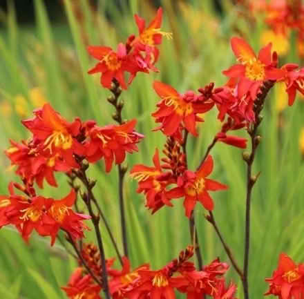 Photo of free More plants . . . Montbretia (Crocosmia) (GU14) #1