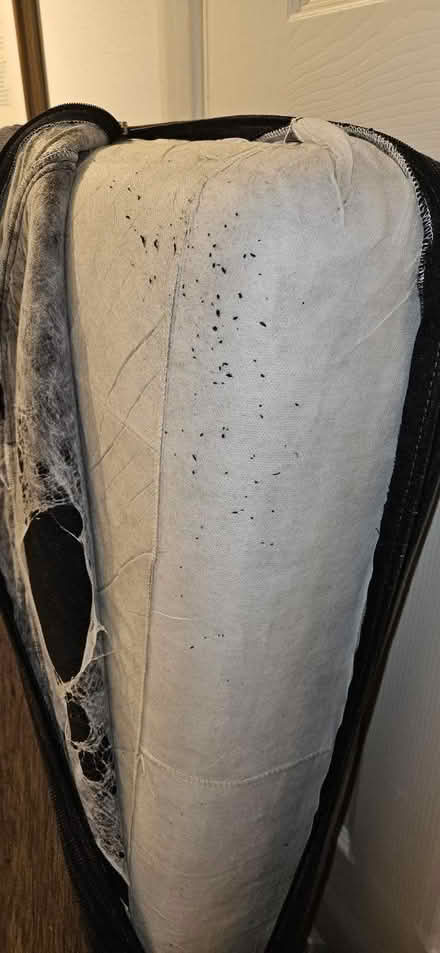 Photo of free Large Foam Sofa Cushions (Pinner HA5) #3