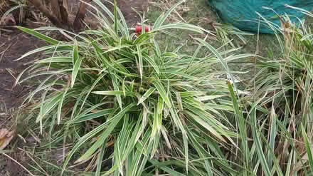 Photo of free Plants . . . Hawley Estate (GU14) #1