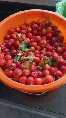 Photo of free 4-5 kg Crab apples, freshly picked. (Hereford HR1) #1