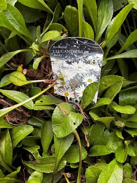 Photo of free Shasta Daisy - a few pieces left (Ashford, Surrey TW15) #2