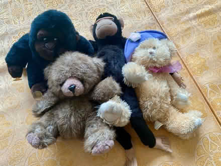 Photo of free Random teddy bears and apes (Eastbourne BN21) #1