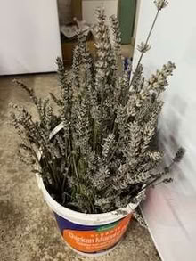 Photo of free Cut lavender (Caldecott OX14) #1