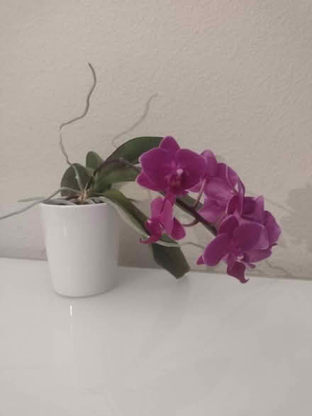 Photo of free Orchid Clinic (Ballard loyal heights) #1