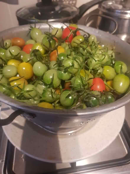 Photo of free Tomatoes green (Loughborough LE11) #1